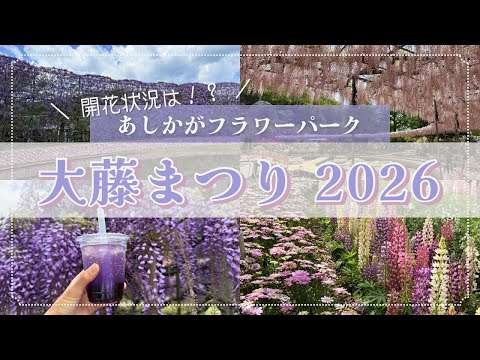 【あしかがフラワーパーク2026】藤の開花が早い！？大藤まつりの様子をお届けします！【Beautiful Wisteria in Ashikaga Flower Park】