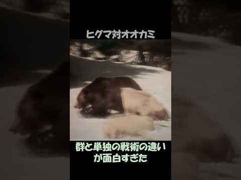 ヒグマvsオオカミ…群れと単独の戦術の違いが面白すぎた！♯野生動物♯動物雑学♯ヒグマ♯オオカミ