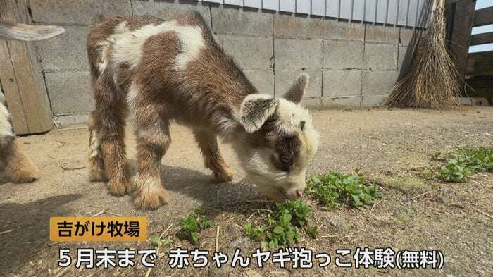 富山・氷見市のヤギ牧場でかわいすぎる赤ちゃん7頭誕生　「抱っこできるのは今の時期だけ」 総勢39頭の大所帯に