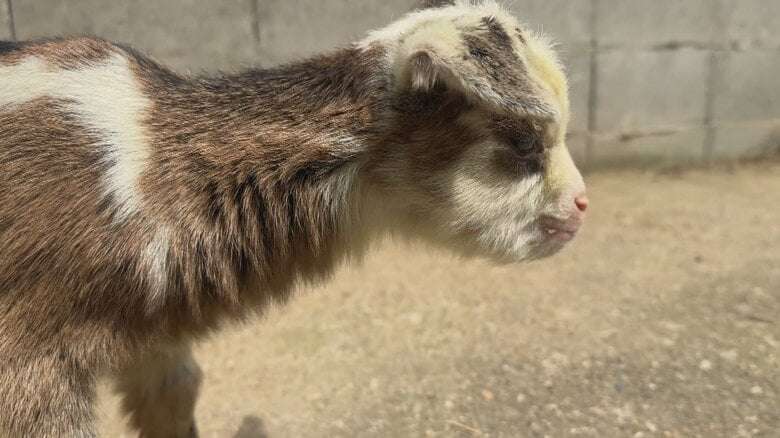 富山・氷見市のヤギ牧場でかわいすぎる赤ちゃん7頭誕生　「抱っこできるのは今の時期だけ」 総勢39頭の大所帯に