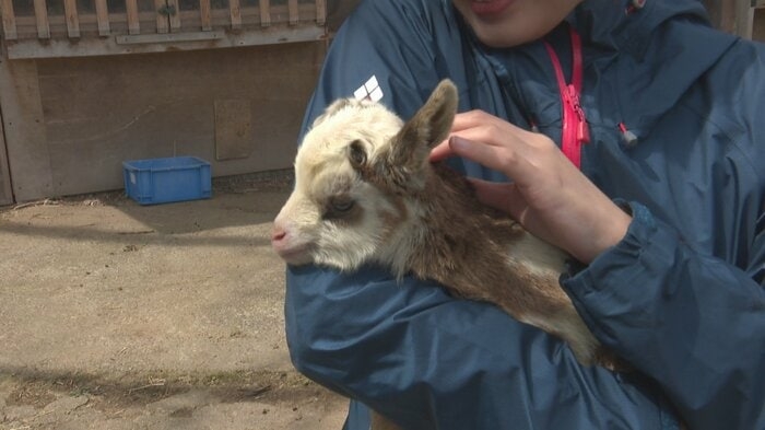 富山・氷見市のヤギ牧場でかわいすぎる赤ちゃん7頭誕生　「抱っこできるのは今の時期だけ」 総勢39頭の大所帯に