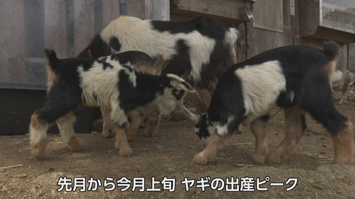 富山・氷見市のヤギ牧場でかわいすぎる赤ちゃん7頭誕生　「抱っこできるのは今の時期だけ」 総勢39頭の大所帯に