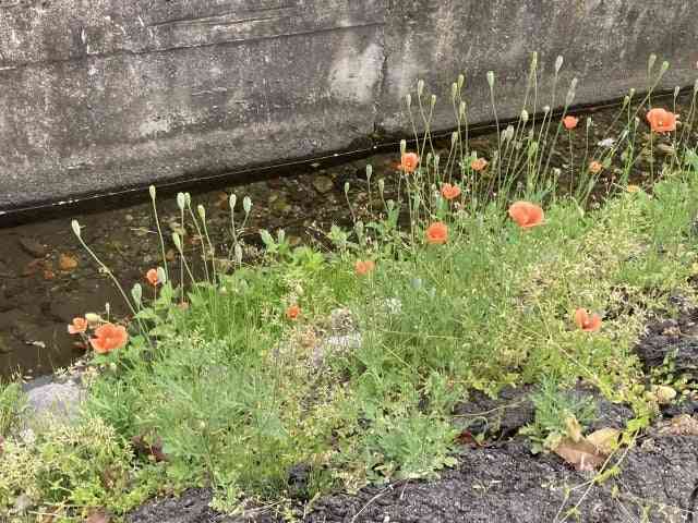 そのオレンジの花、絶対に触ってはいけない理由。東京農大の注意喚起に「よく見かける」「毎年庭に…」