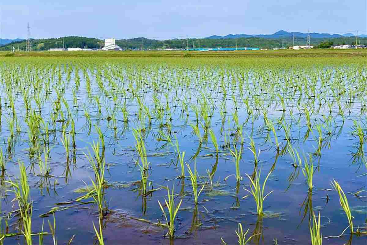 コメ最高値から一転、スーパーで「5キロ3000円割れ」も…鈴木農水相「備蓄米の買い戻し」発表に「価格はマーケットの中で決まるのでは？」と疑問の声 | デイリー新潮