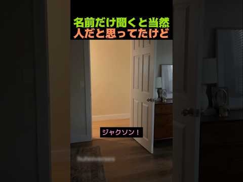 名前だけ聞くと当然人だと思ってたけど