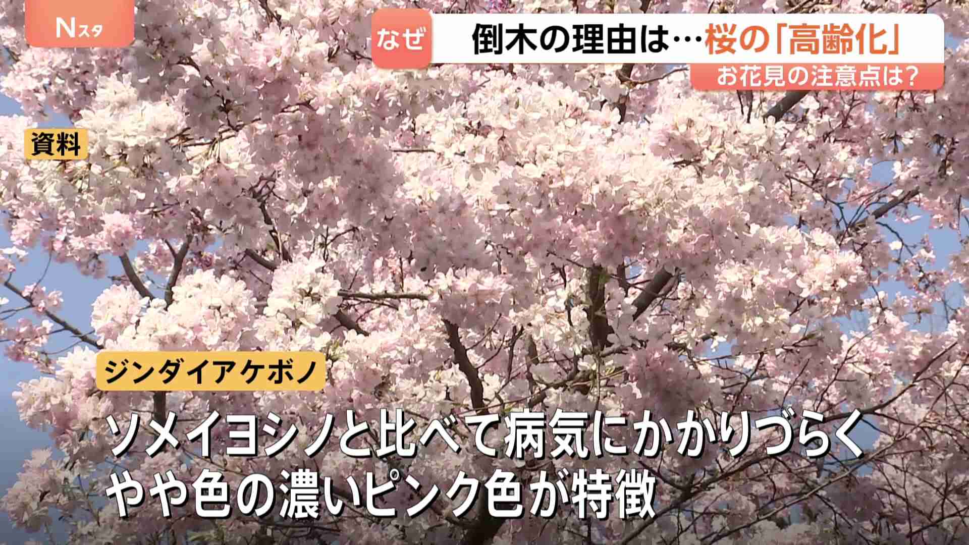 満開なのに…桜の倒木相次ぐ　原因は桜の「高齢化」　樹齢60年超えるとキノコによる腐敗のリスク高まる　次世代の桜「ジンダイアケボノ」に期待集まる（TBS NEWS DIG Powered by JNN） - Yahoo!ニュース