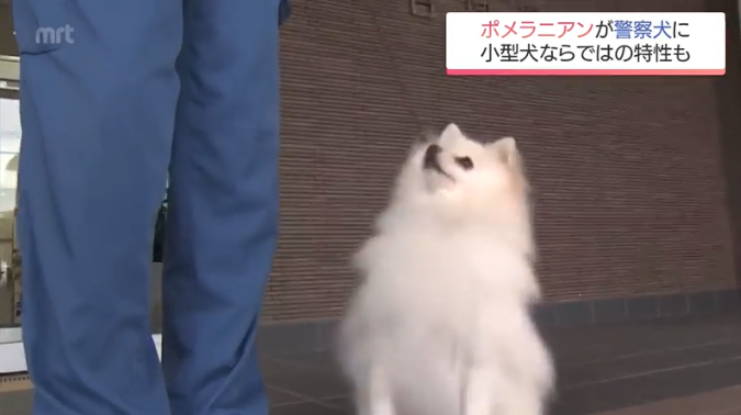 ポメラニアンが警察犬に 宮崎県内初 小型犬ならではの特長を生かして
