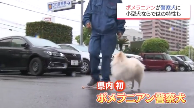 ポメラニアンが警察犬に 宮崎県内初 小型犬ならではの特長を生かして