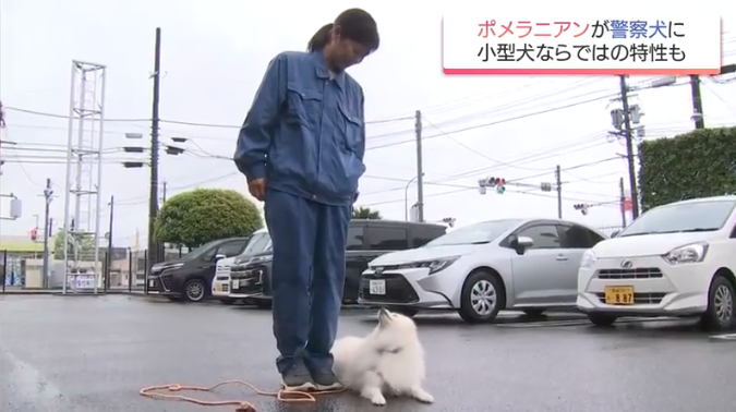 ポメラニアンが警察犬に 宮崎県内初 小型犬ならではの特長を生かして