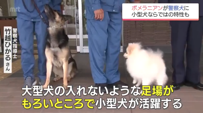 ポメラニアンが警察犬に 宮崎県内初 小型犬ならではの特長を生かして