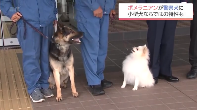 ポメラニアンが警察犬に 宮崎県内初 小型犬ならではの特長を生かして