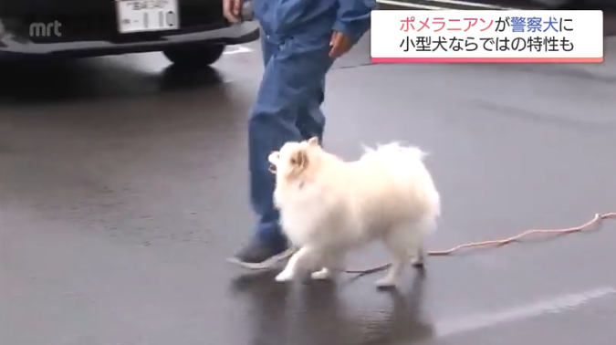 ポメラニアンが警察犬に 宮崎県内初 小型犬ならではの特長を生かして