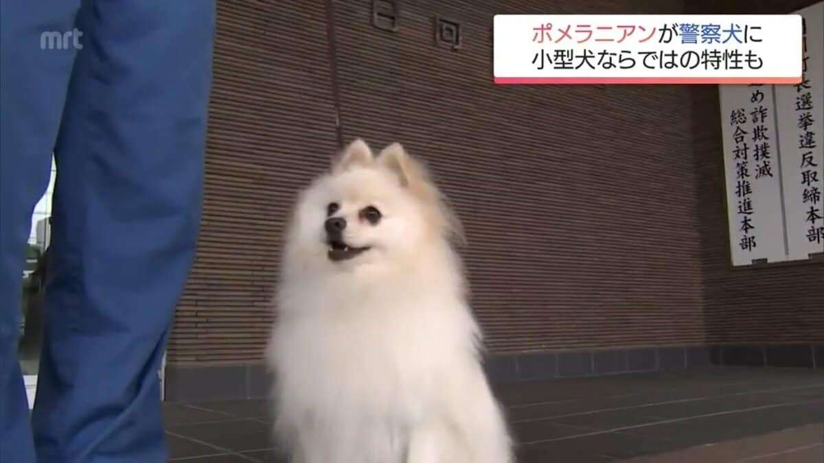 小型犬ならではの特長を生かして　宮崎県内初　ポメラニアンが警察犬に | MRTニュース ｜ ＭＲＴ宮崎放送 (1ページ)