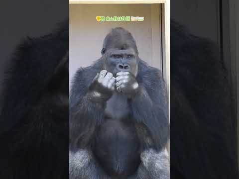 【東山動植物園公式】キヨマサ、ネギを食べる 《 ニシゴリラ　ゴリラ 》