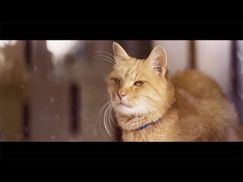 【YKK AP公式】窓と猫の物語 「幼なじみ」篇 60秒 Story of a window and a cat 