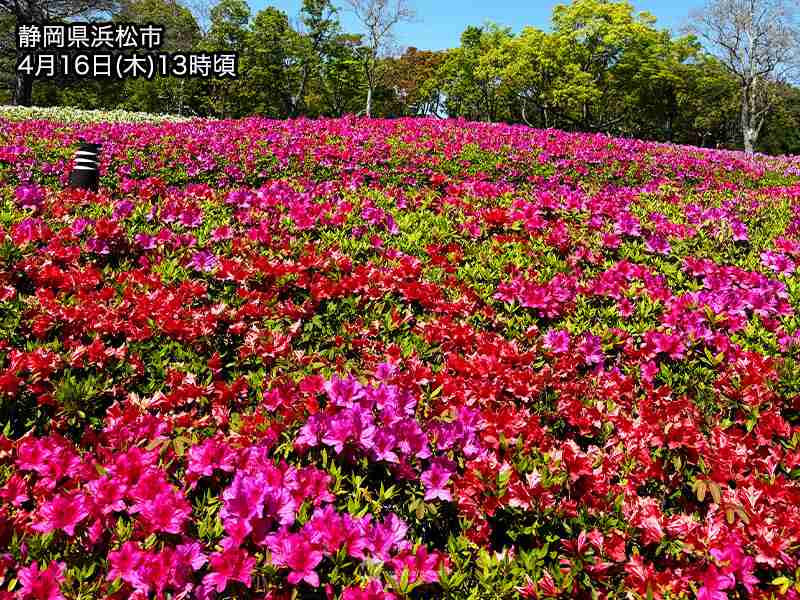 関東以西でツツジが咲き乱れる　今年は昨年よりかなり早い - ウェザーニュース