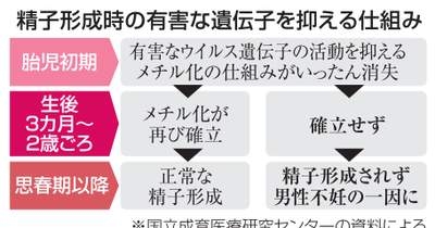 精子形成の鍵、不妊解明へ　乳幼児期に有害遺伝子抑制 | NEWSjp
