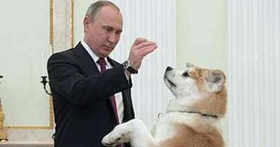 【独自】プーチン大統領の秋田犬死ぬ　県が贈呈の「ゆめ」、昨年高齢で | NEWSjp