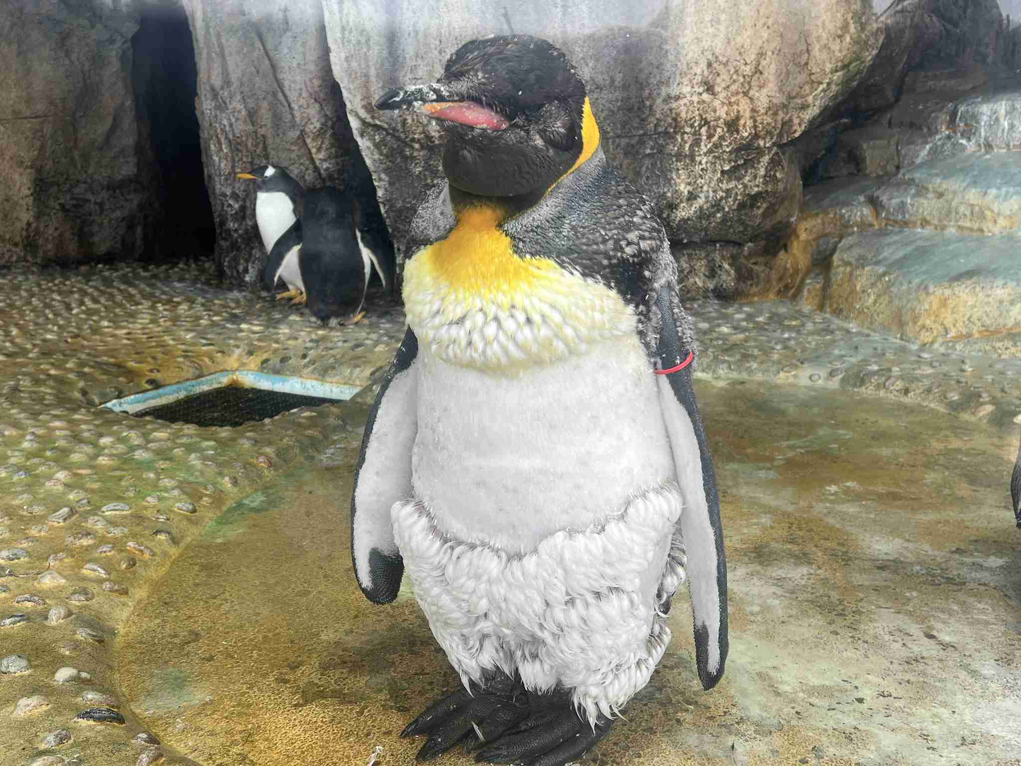 メルヘンチックなもの