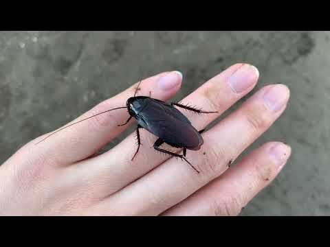 クロゴキブリ