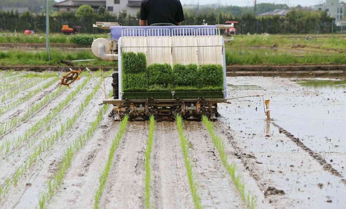 日本の夏にコシヒカリの｢限界｣迫る　「コメ問題」猛暑で茨城は1等米5割未満　「高温耐性米」への切り替えは進むのか | AERA DIGITAL（アエラデジタル）
