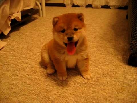 Ichi the Bitchy (Bali Hai Shibas)