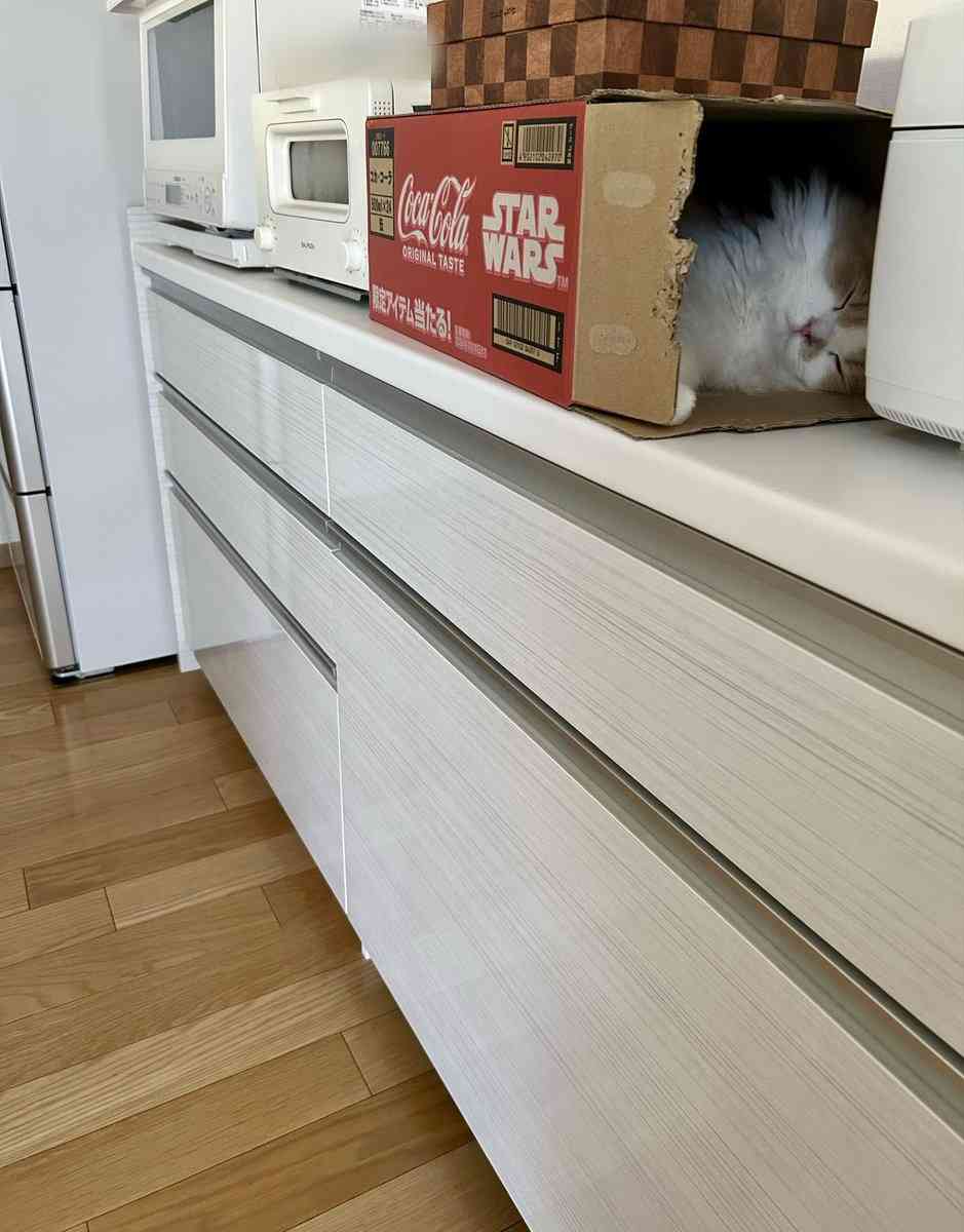 愛猫をガードするために箱を置いたら…⇨まさかの展開に「箱はニャンコを惹きつける」の声