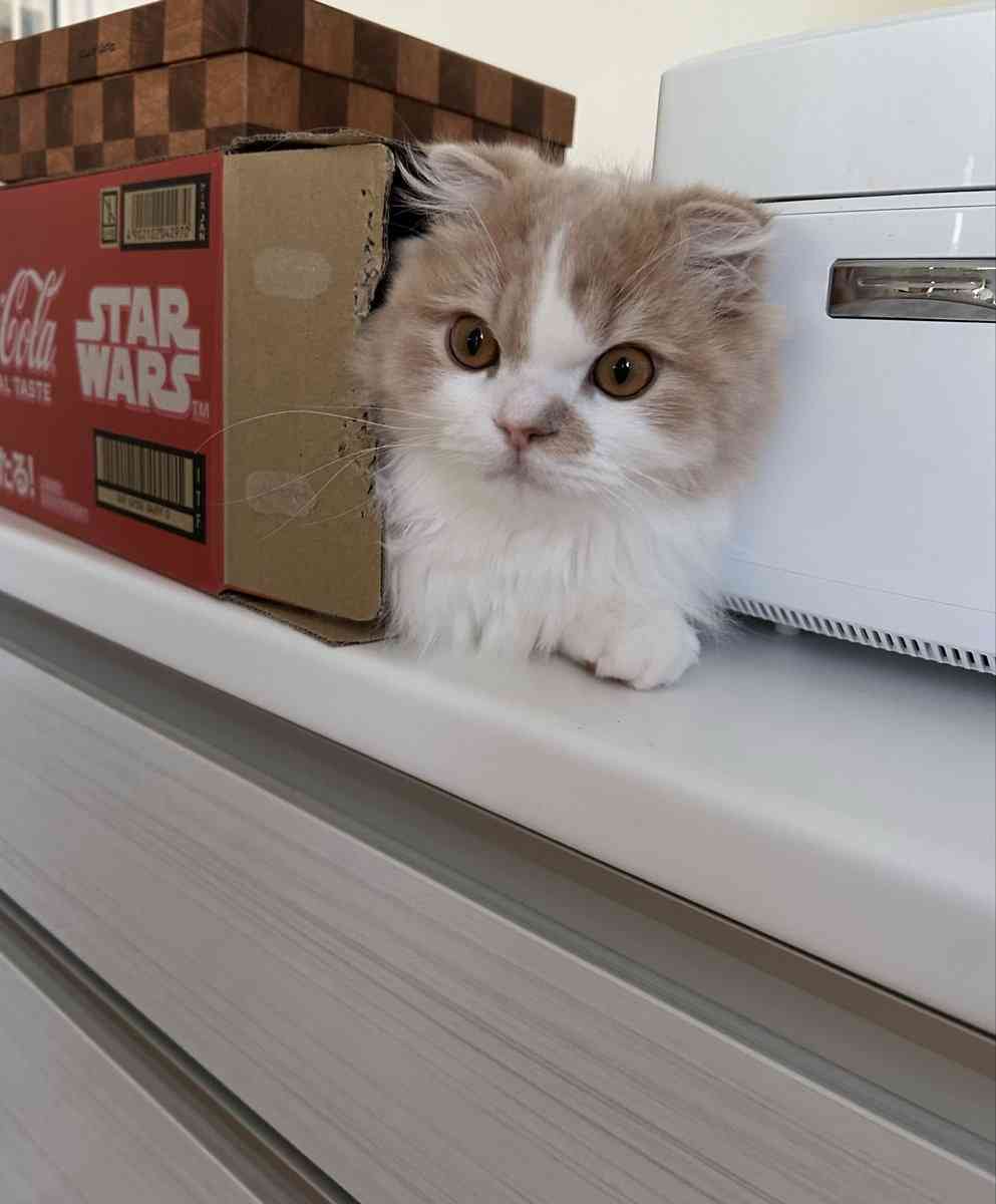 愛猫をガードするために箱を置いたら…⇨まさかの展開に「箱はニャンコを惹きつける」の声