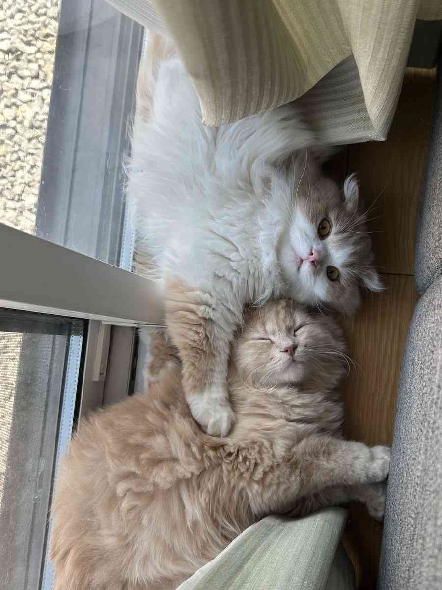 愛猫をガードするために箱を置いたら…⇨まさかの展開に「箱はニャンコを惹きつける」の声