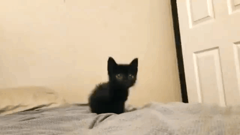 動物の赤ちゃんは何故あんなに可愛いのでしょう🥰