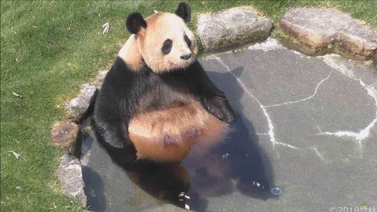 なんか人間ぽいなと思った動物たち