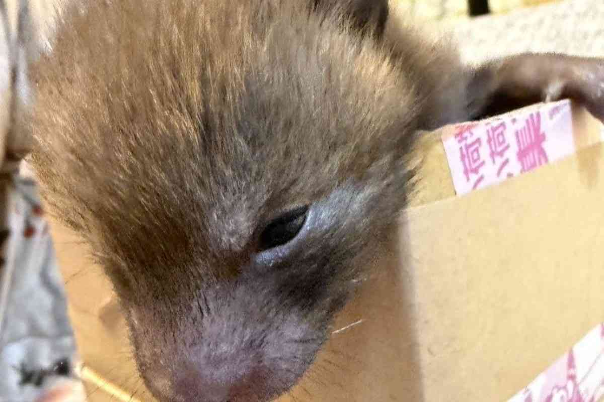 イヌかタヌキかと思った「一匹の保護幼獣」　成長して判明した「正体」に注目集まる | LIMO | くらしとお金の経済メディア