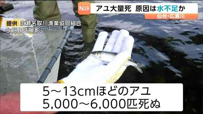 広瀬川でアユ5000匹以上の大量死　原因は「農業用水の取水」などによる水不足か　仙台
