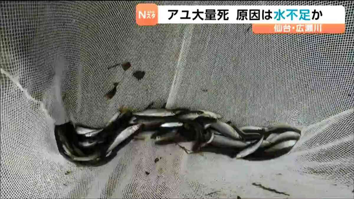 広瀬川でアユ5000匹以上の大量死　原因は「農業用水の取水」などによる水不足か　仙台 | 宮城のニュース│tbc NEWS│tbc東北放送