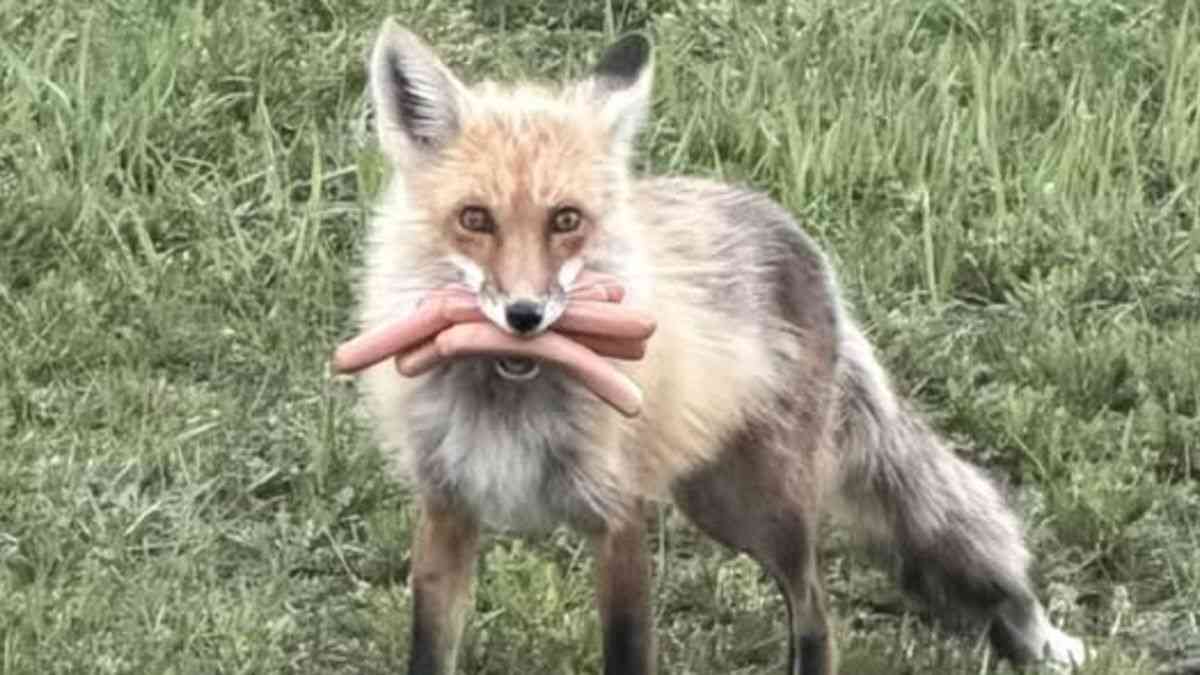 カナダのバーベキューで大規模盗難、「容疑者」はキツネ　ホットドッグほおばる写真 - CNN.co.jp