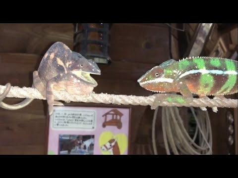カメレオンの道の譲り方が凄い‼️パート１