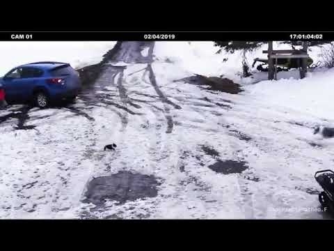 車にはねられそうなチワワを助けるボーダーコリー