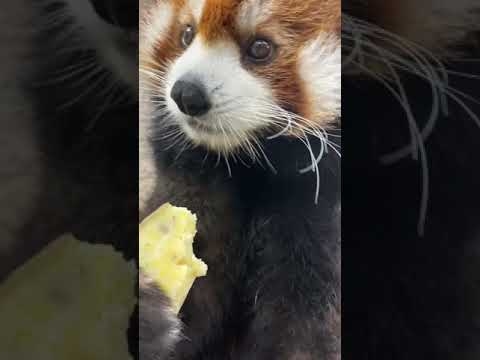 【天王寺動物園】ASMR動画 （咀嚼音）レッサーパンダ 咲弥ちゃんに蒸しサツマイモをあげてみた