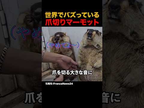 世界でバズっている爪切りマーモット#shorts