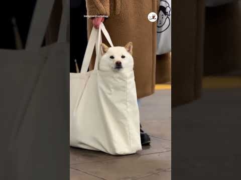 New Yorkの地下鉄で白柴を見た日｜PECO