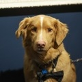 犬視点のホラー映画『GOOD BOY』の主演犬・インディがアストラ映画賞受賞　イーサン・ホーク、サリー・ホーキンスら退け「動物」として初の快挙