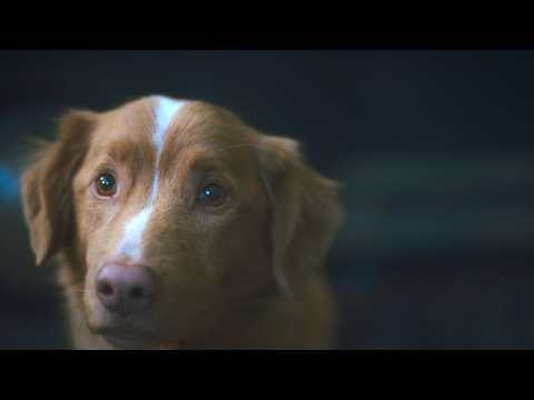 GOOD BOY／グッド・ボーイ 特報