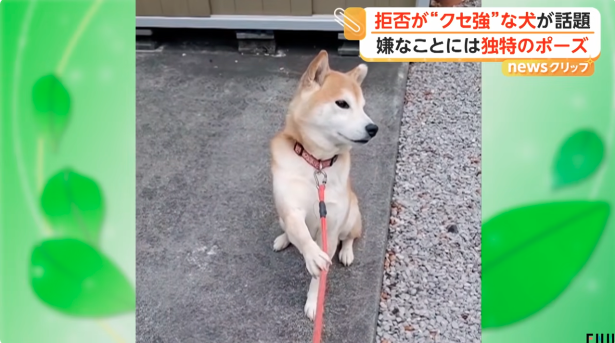 「ちょっと待て」とばかりに…拒否が“クセ強”な犬が話題 嫌なことには独特のポーズ 東京・東村山市