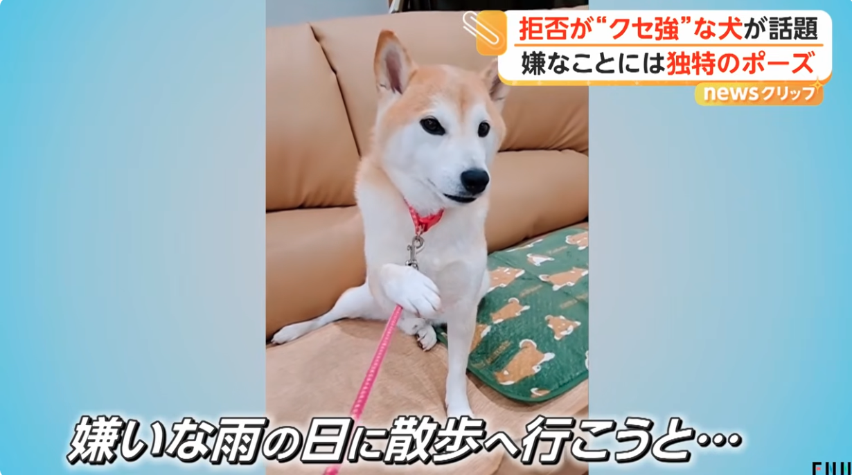 「ちょっと待て」とばかりに…拒否が“クセ強”な犬が話題 嫌なことには独特のポーズ 東京・東村山市