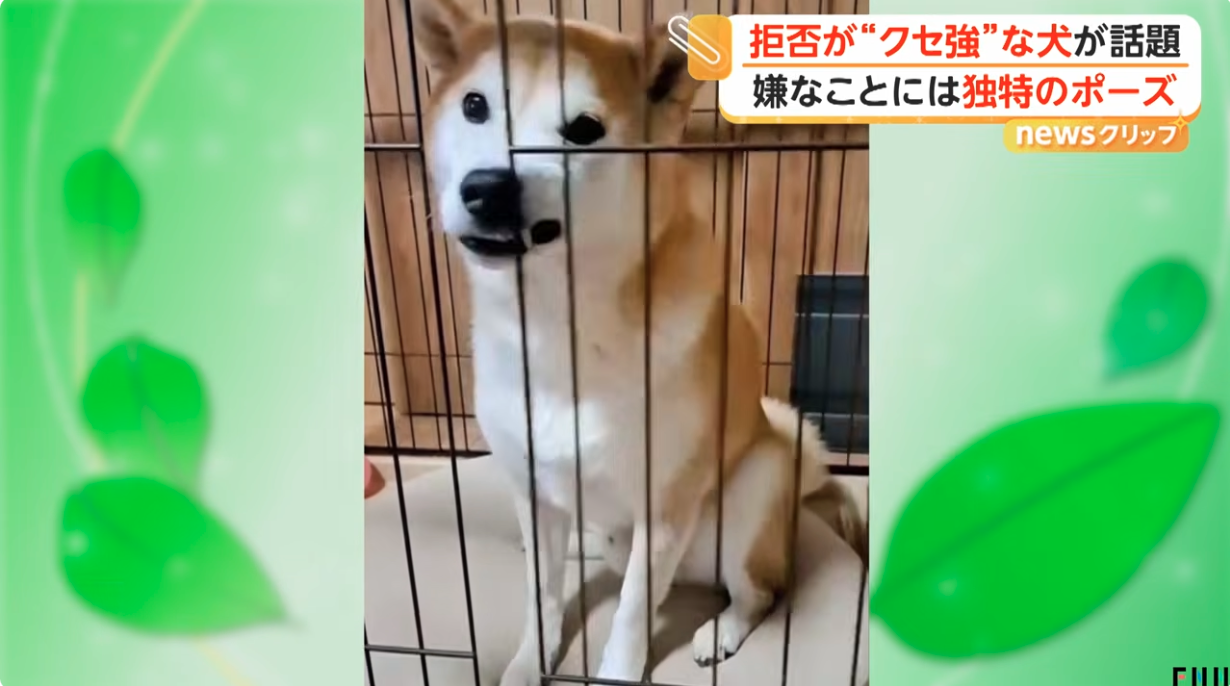 「ちょっと待て」とばかりに…拒否が“クセ強”な犬が話題 嫌なことには独特のポーズ 東京・東村山市