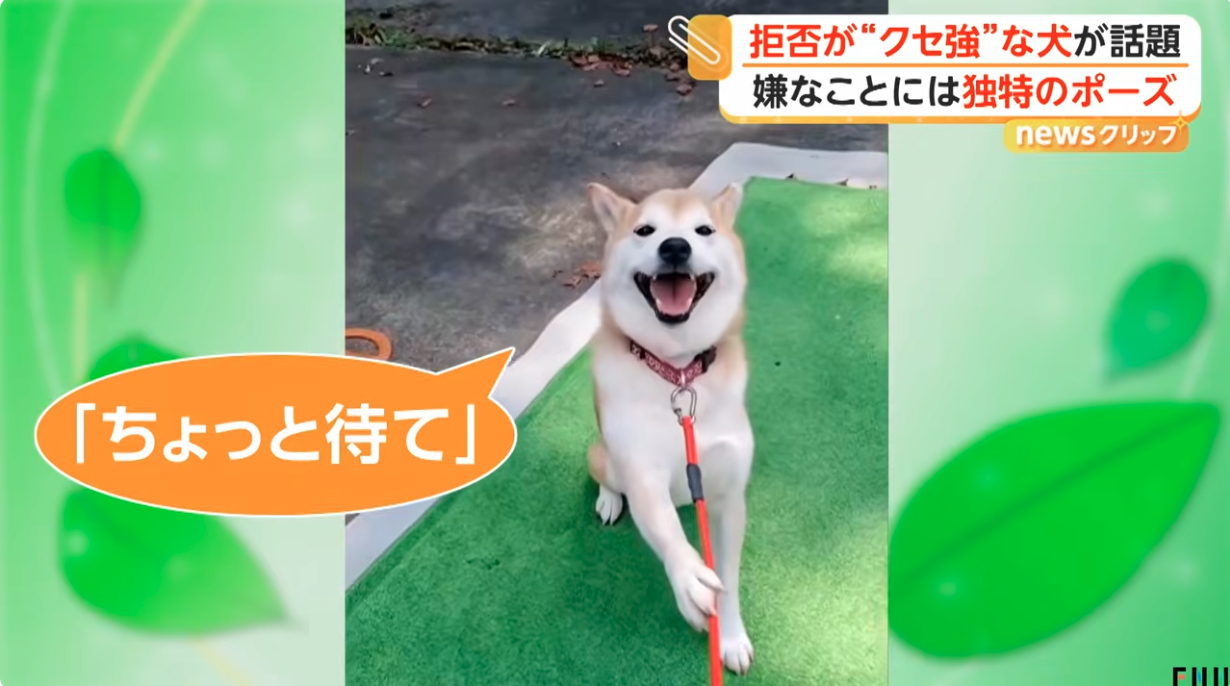 「ちょっと待て」とばかりに…拒否が“クセ強”な犬が話題　嫌なことには独特のポーズ　東京・東村山市
