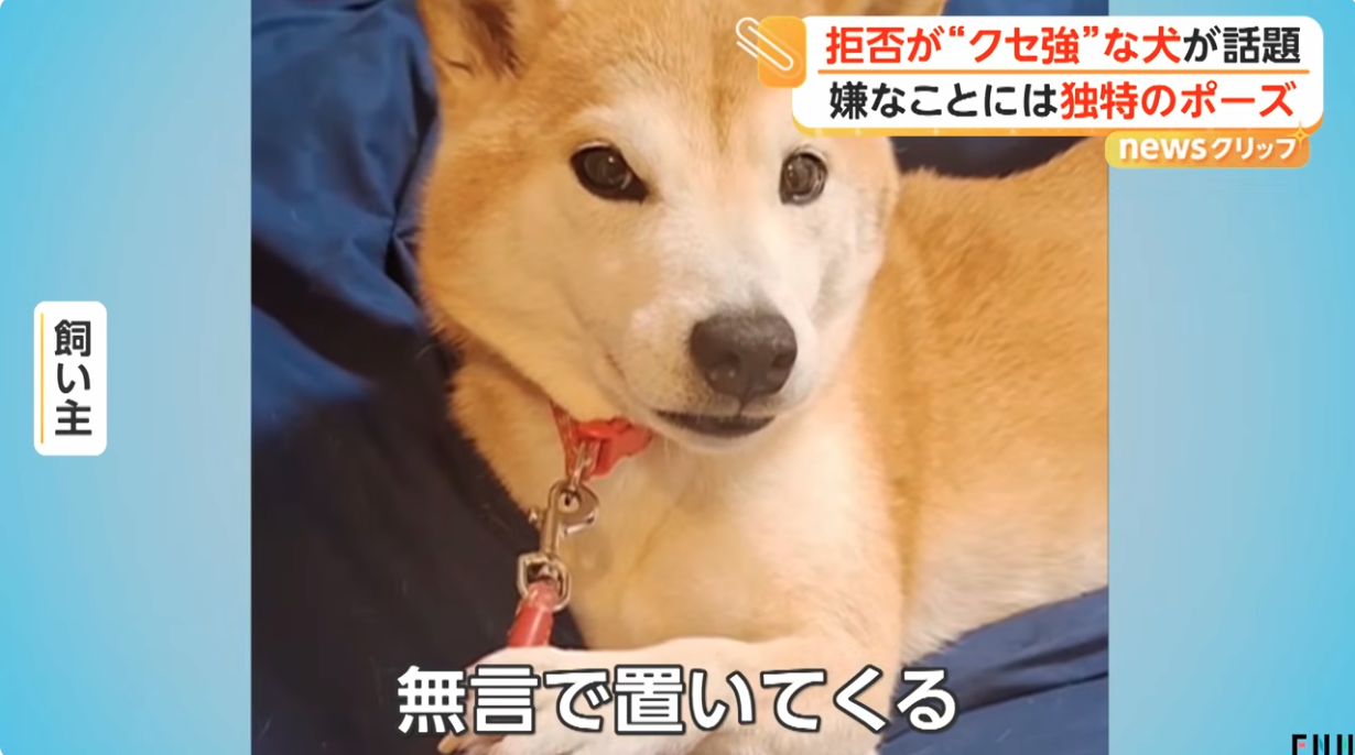 「ちょっと待て」とばかりに…拒否が“クセ強”な犬が話題 嫌なことには独特のポーズ 東京・東村山市