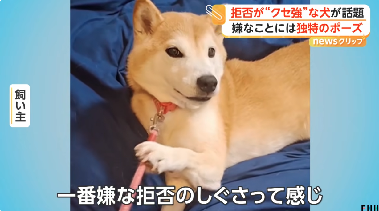「ちょっと待て」とばかりに…拒否が“クセ強”な犬が話題 嫌なことには独特のポーズ 東京・東村山市