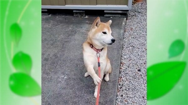 「ちょっと待て」とばかりに…拒否が“クセ強”な犬が話題　嫌なことには独特のポーズ　東京・東村山市｜FNNプライムオンライン