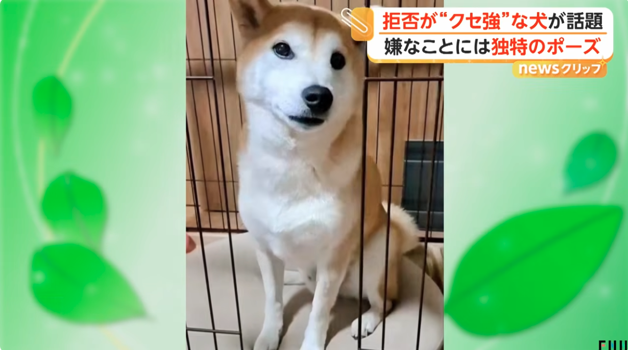 「ちょっと待て」とばかりに…拒否が“クセ強”な犬が話題 嫌なことには独特のポーズ 東京・東村山市